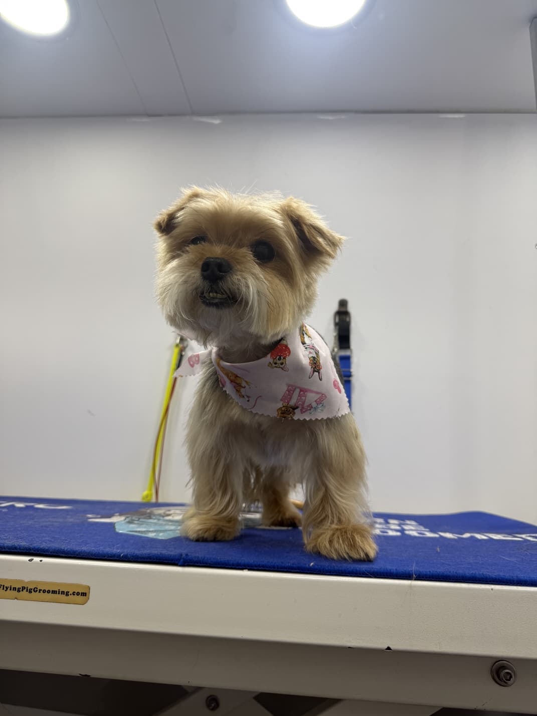 Freshly groomed Yorkie wearing a bandana